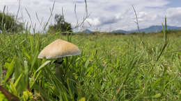 Image de Psilocybe cubensis (Earle) Singer 1948