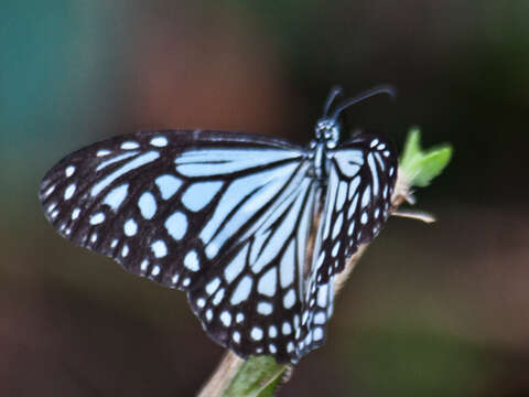 Imagem de Parantica aglea melanoides