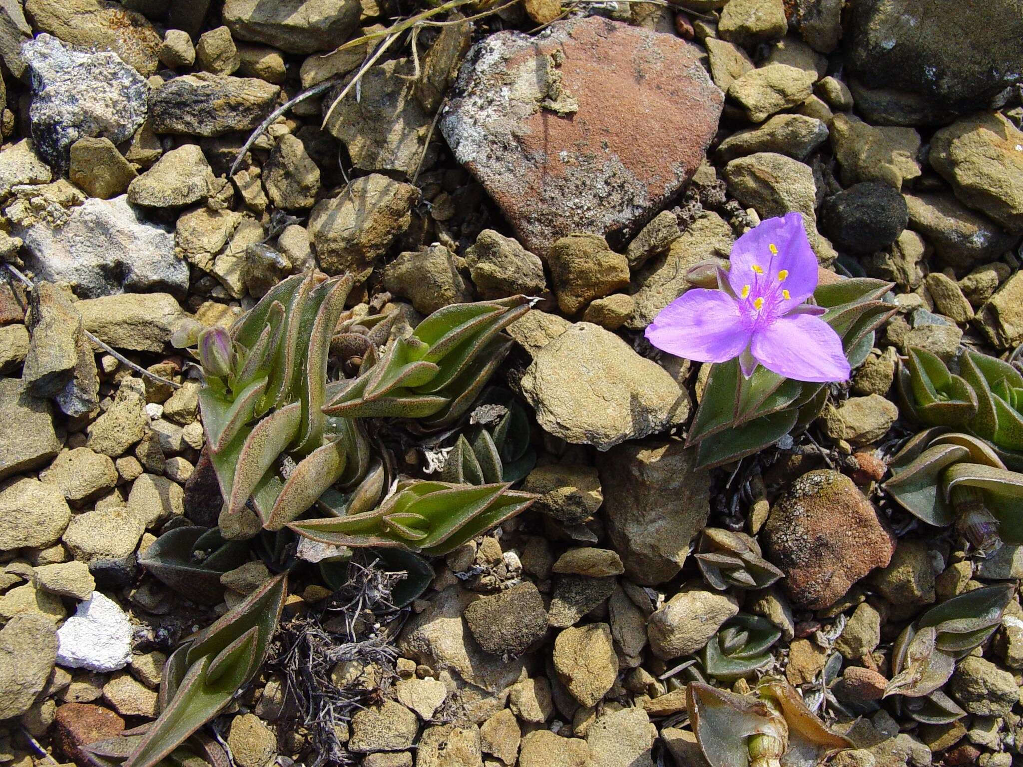 Imagem de Callisia navicularis (Ortgies) D. R. Hunt