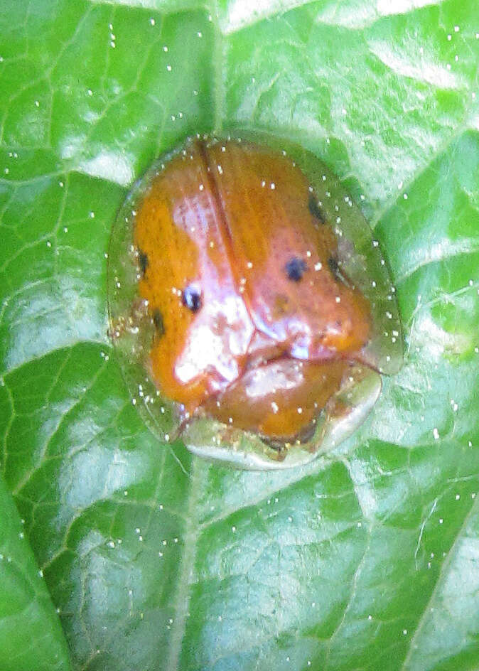 Imagem de Charidotella (Charidotella) sexpunctata bicolor (Fabricius 1798)