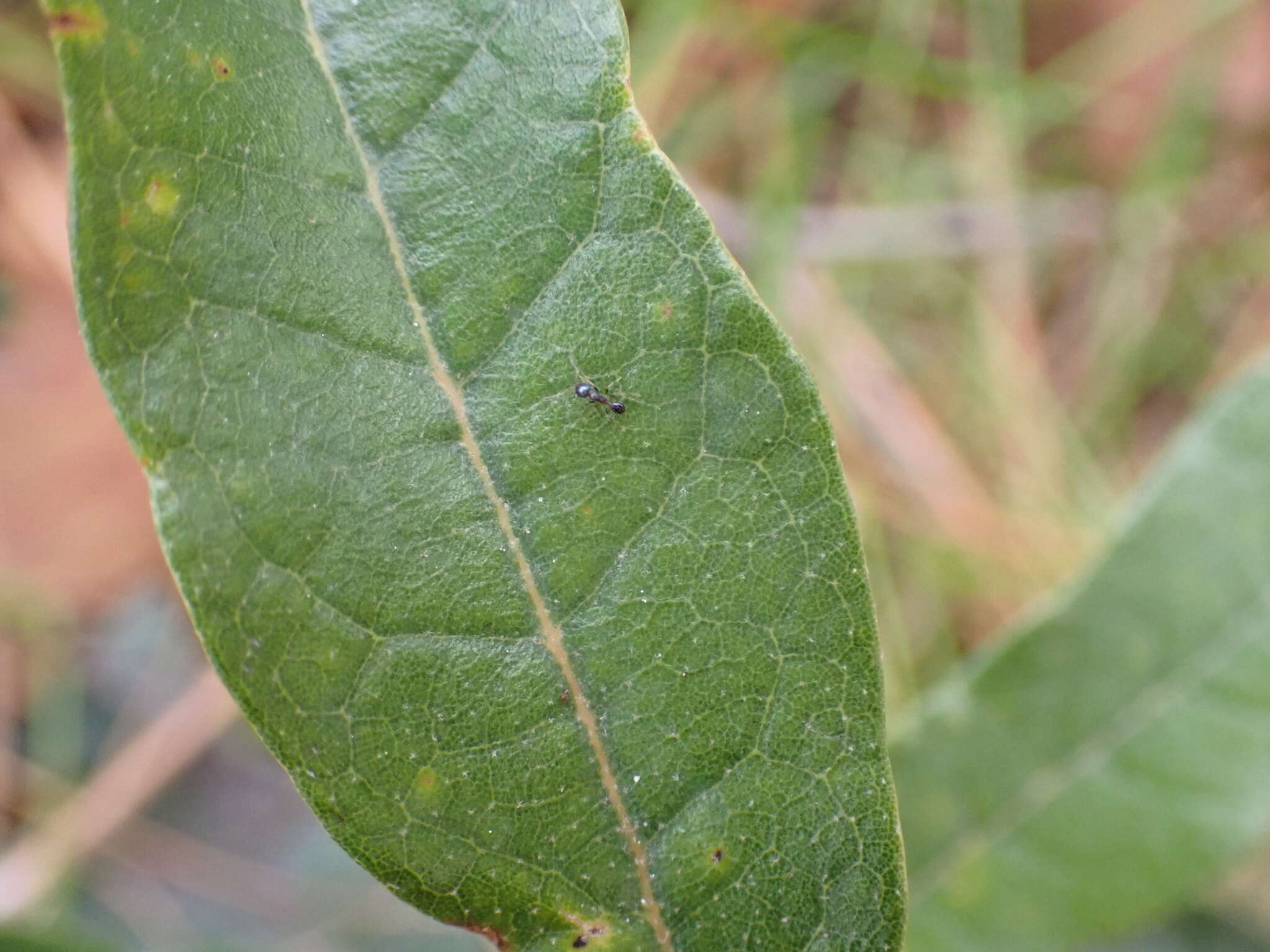 Image of Pheidole metallescens Emery 1895