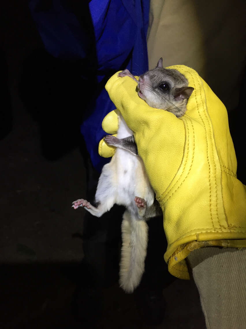 Image of American Flying Squirrels