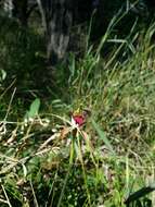 Image of Carousel spider orchid