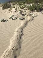 Image of Dune Mole Rats