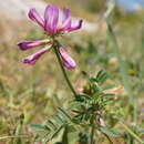 Image of Sulla glomerata