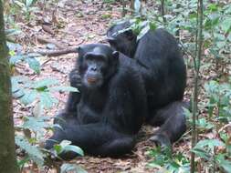 Image of Eastern Chimpanzee