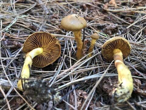 Image of Cortinarius thiersii Ammirati & A. H. Sm. 1977