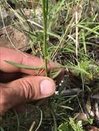 Image of Wright's snakeweed