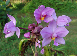 Ground Orchid Media Encyclopedia Of Life