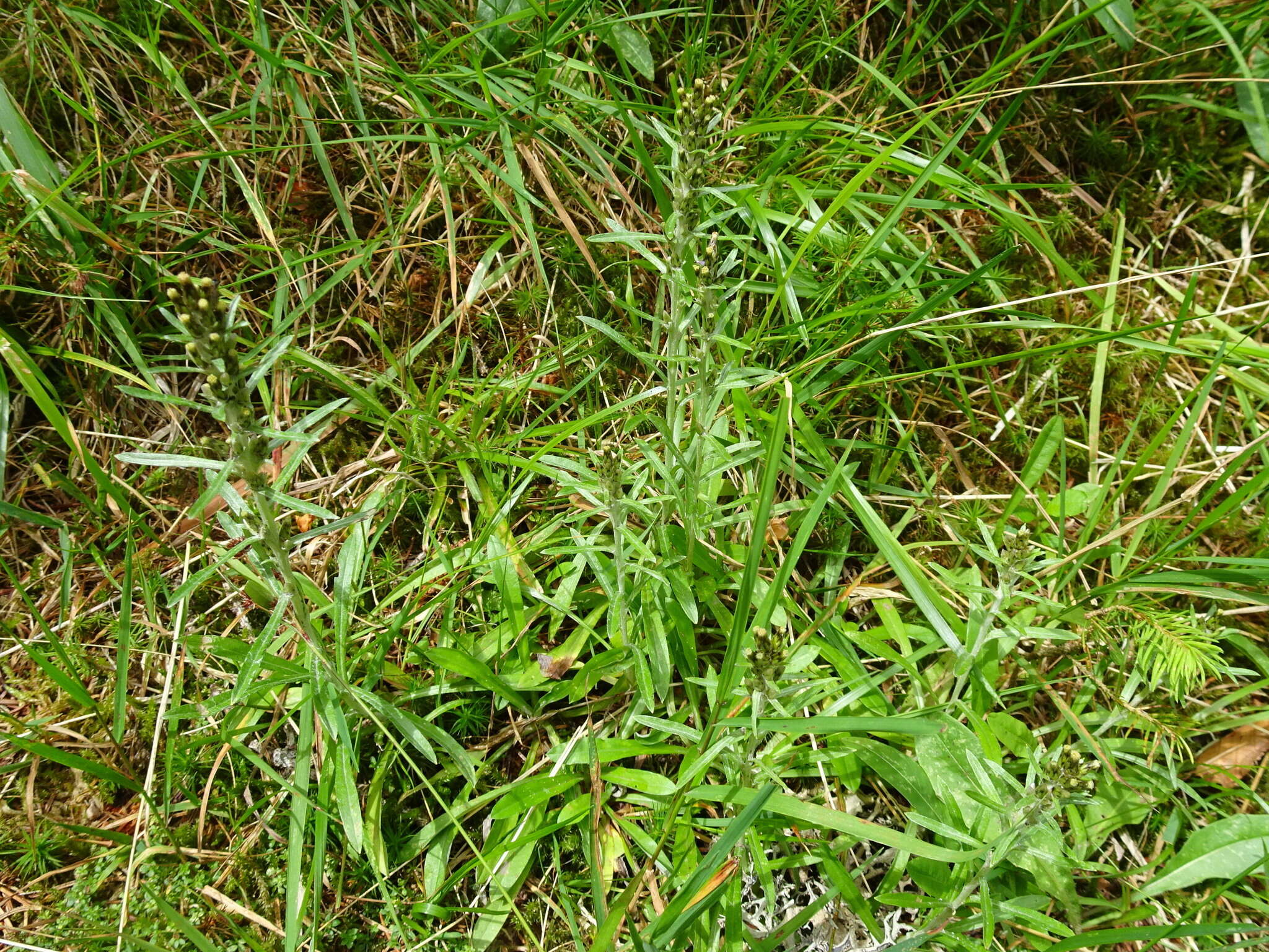 Image of heath cudweed