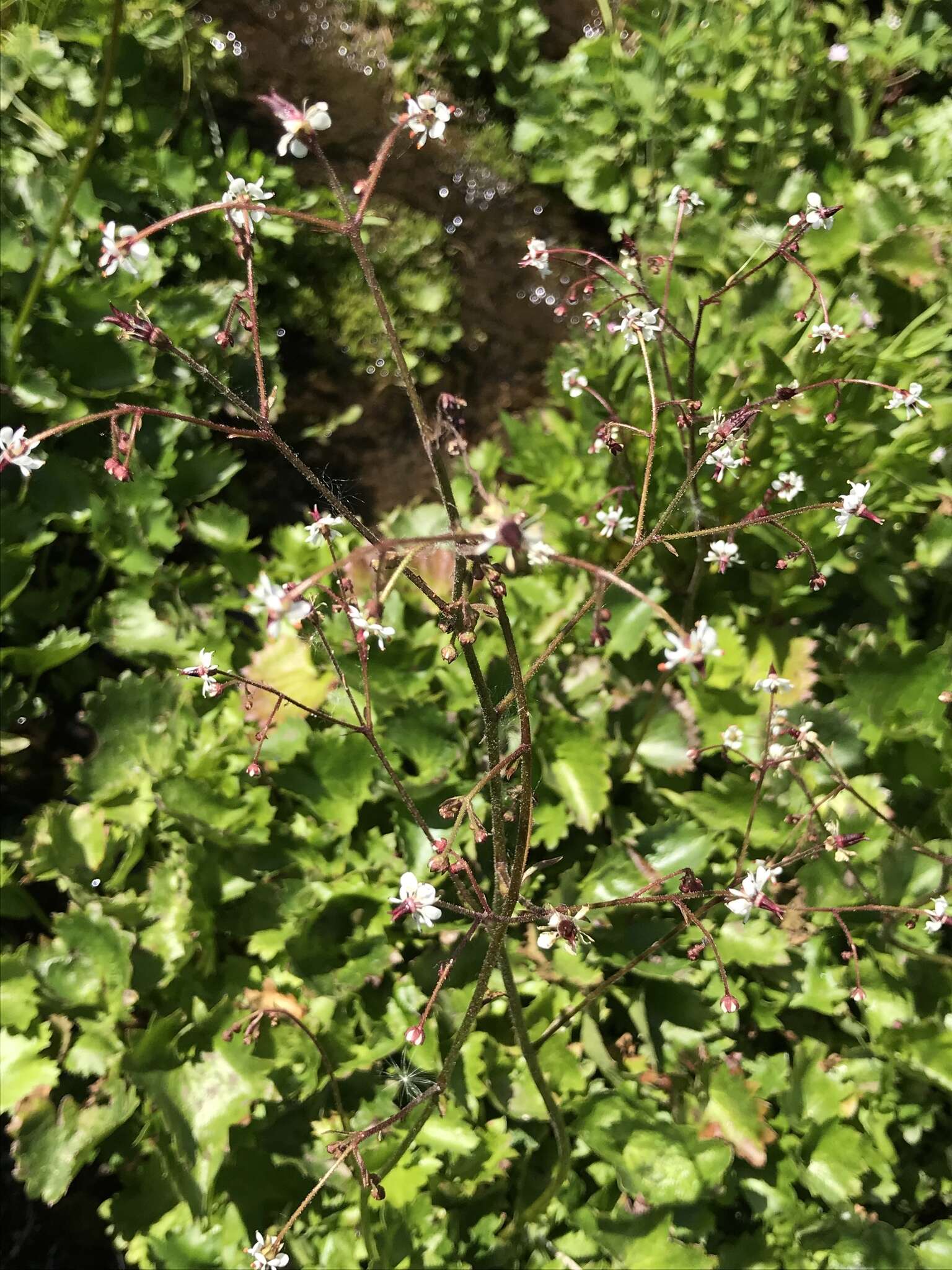 Image of Streambank Pseudosaxifrage