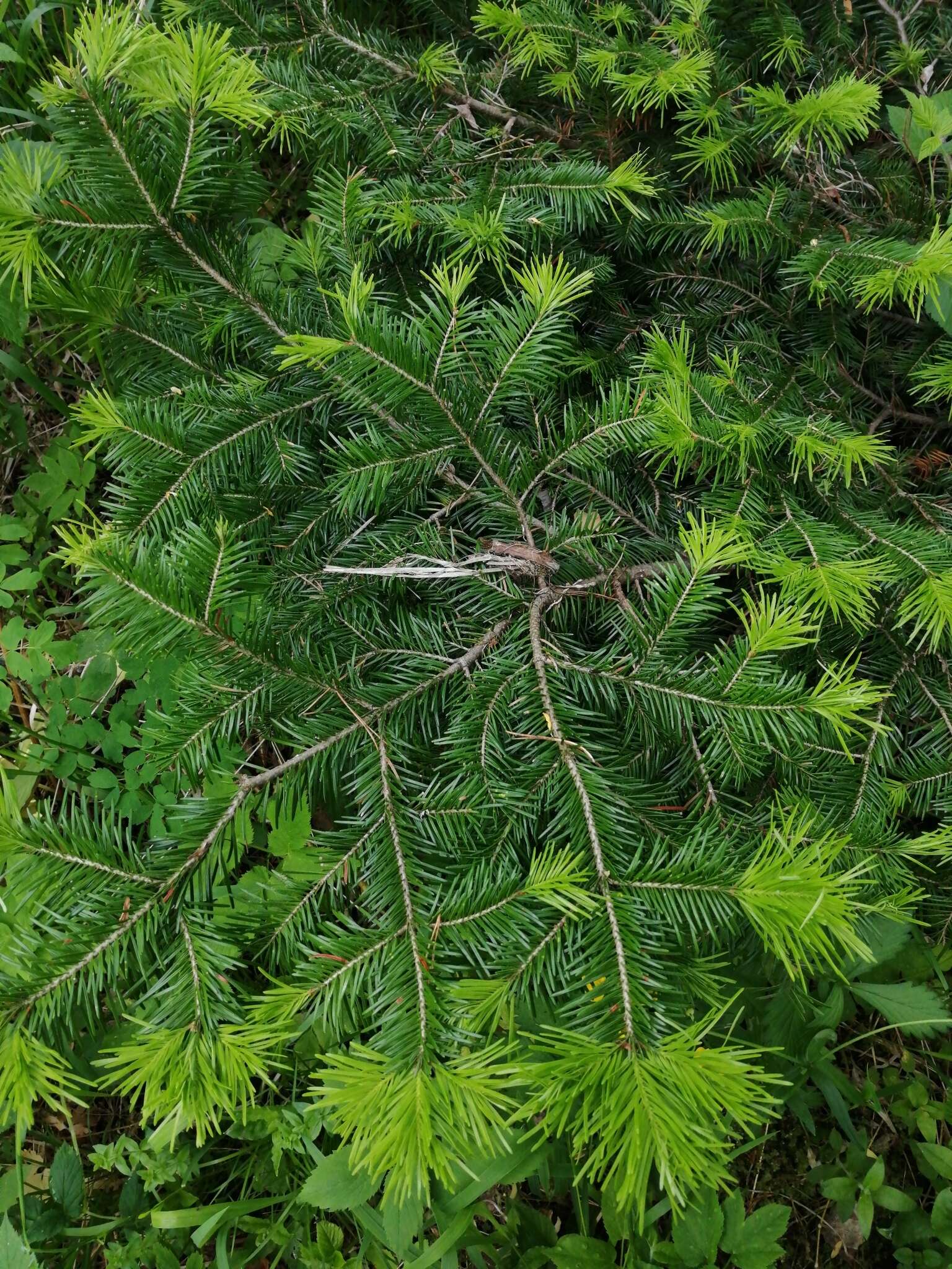 Image of Siberian Fir