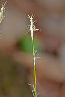 Image of Carex ussuriensis Kom.