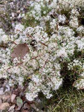 Image of Hakea lissocarpha R. Br.