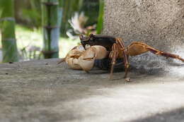 Image of Geograpsus grayi (H. Milne Edwards 1853)