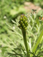 Image of Adonis aestivalis subsp. parviflora (DC.) N. Busch