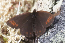 Image of Erebia youngi Holland 1900