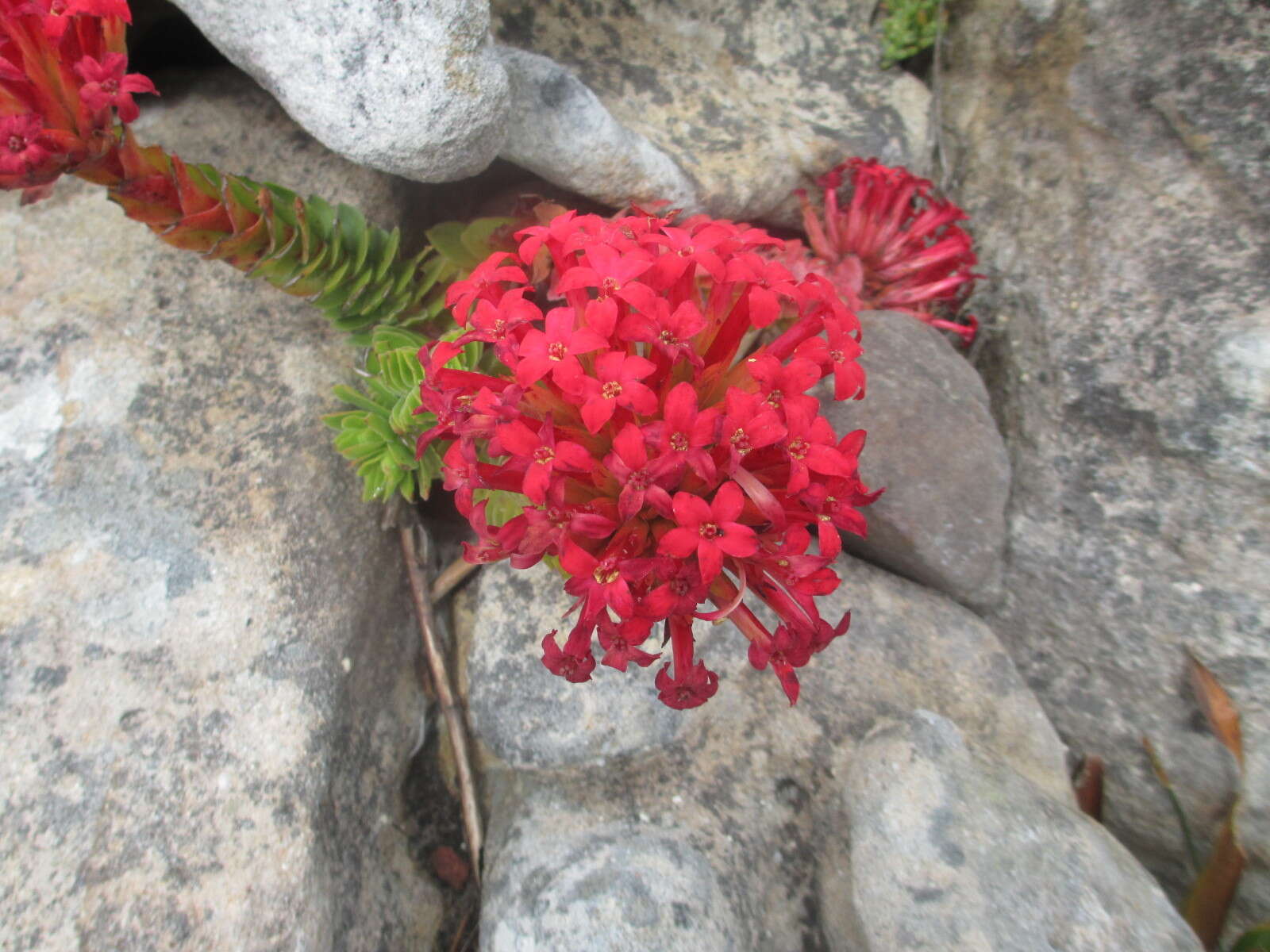 Image of Crassula coccinea L.