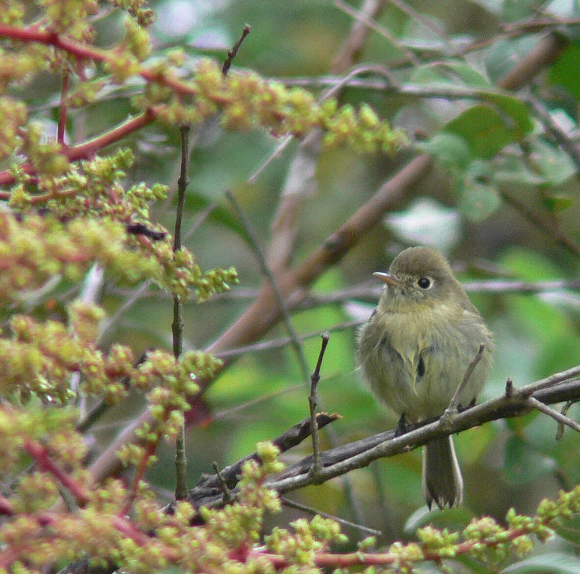 Empidonax difficilis cineritius Brewster 1888的圖片