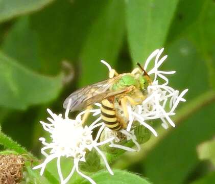 Image of Agapostemon nasutus Smith 1853