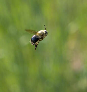 Xylocopa tabaniformis androleuca Michener 1940 resmi