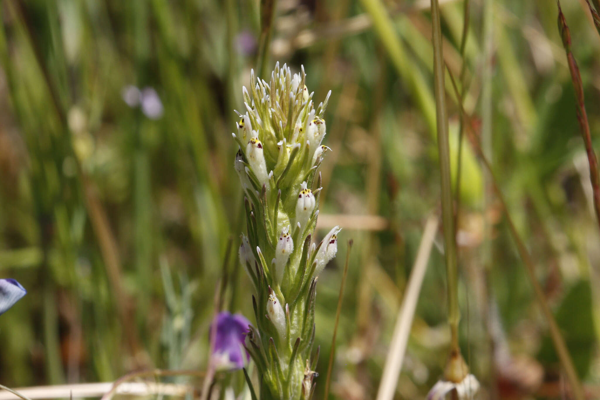 Image of attenuate Indian paintbrush