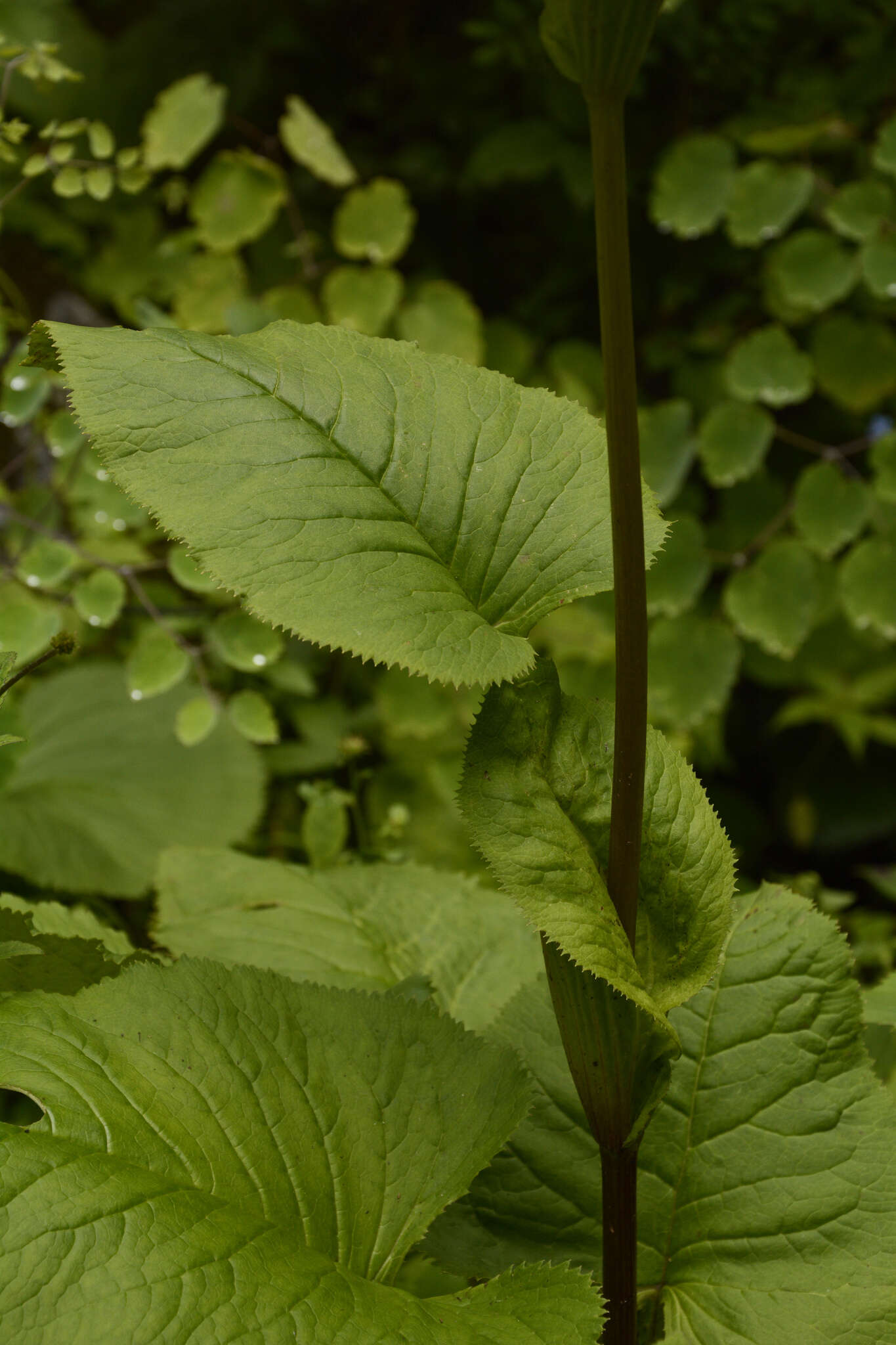 Image of Ligularia amplexicaulis (Wall.) DC.