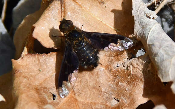 Image of Hemipenthes webberi (Johnson 1919)