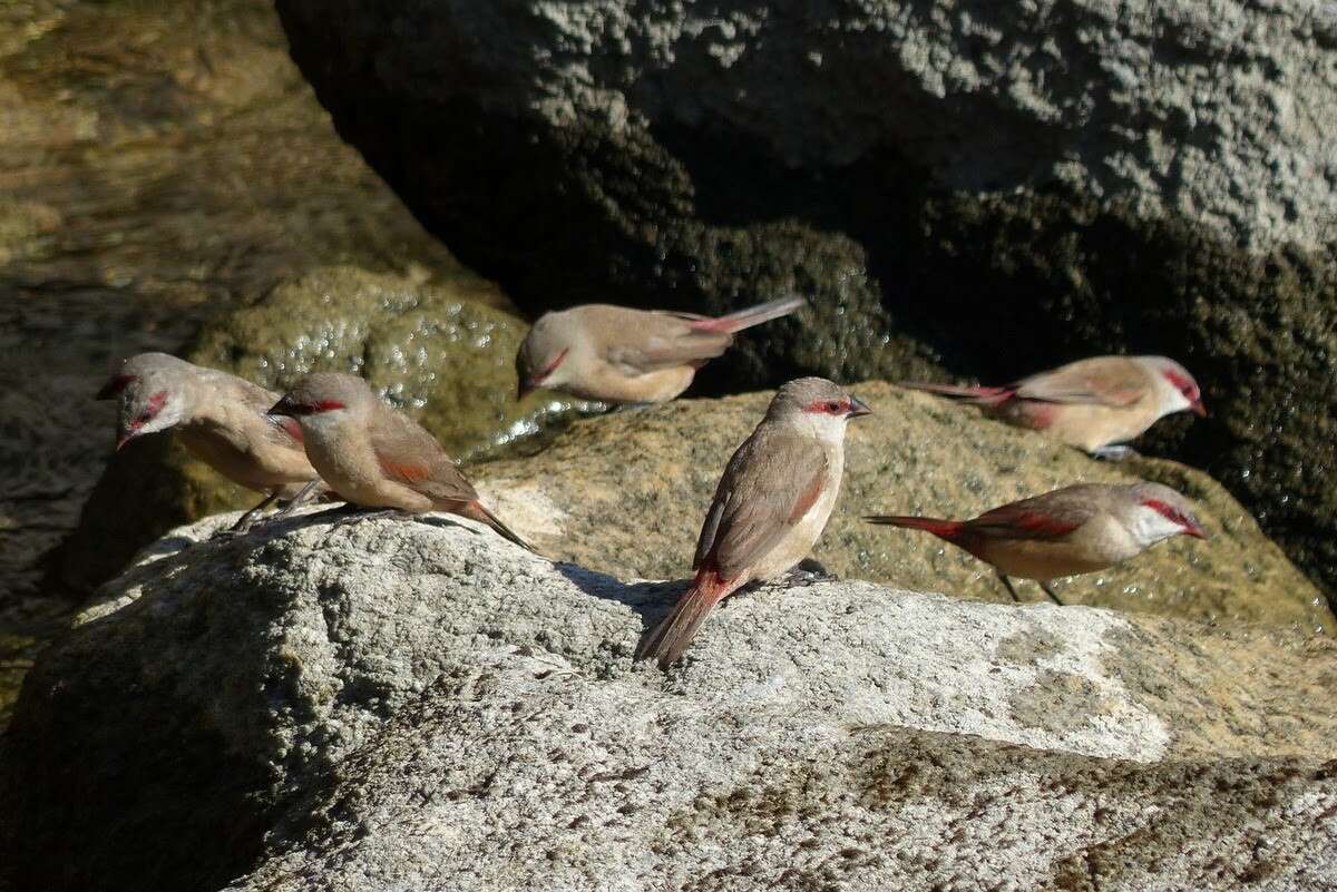 Image of Crimson-rumped Waxbill