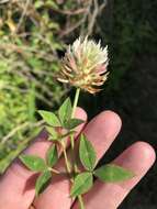 Image of arrowleaf clover