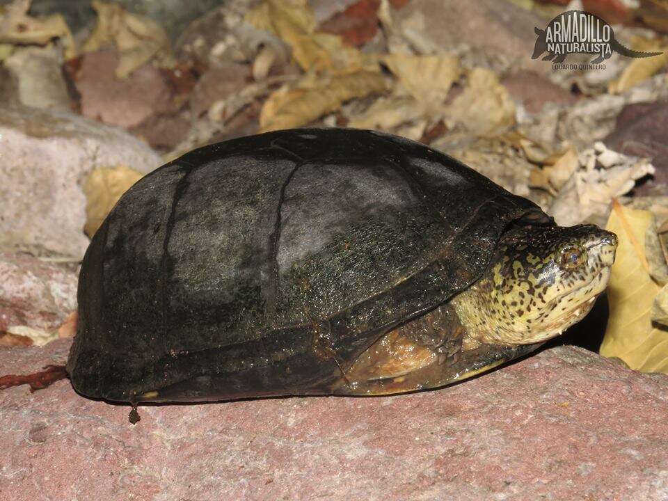 Image of Mexican Mud Turtle