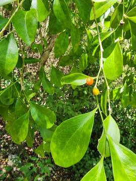 Image of Florida boxwood