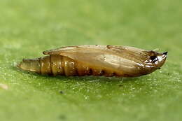 Image of Rowan Midget