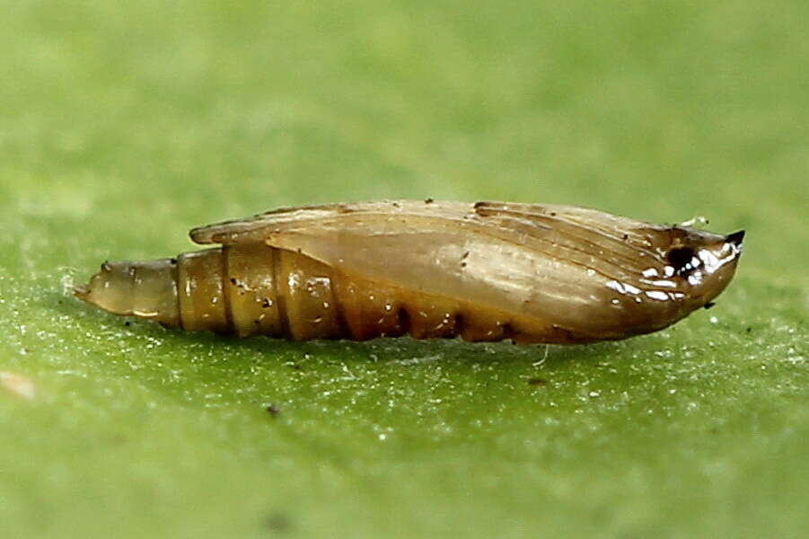 Image of Rowan Midget