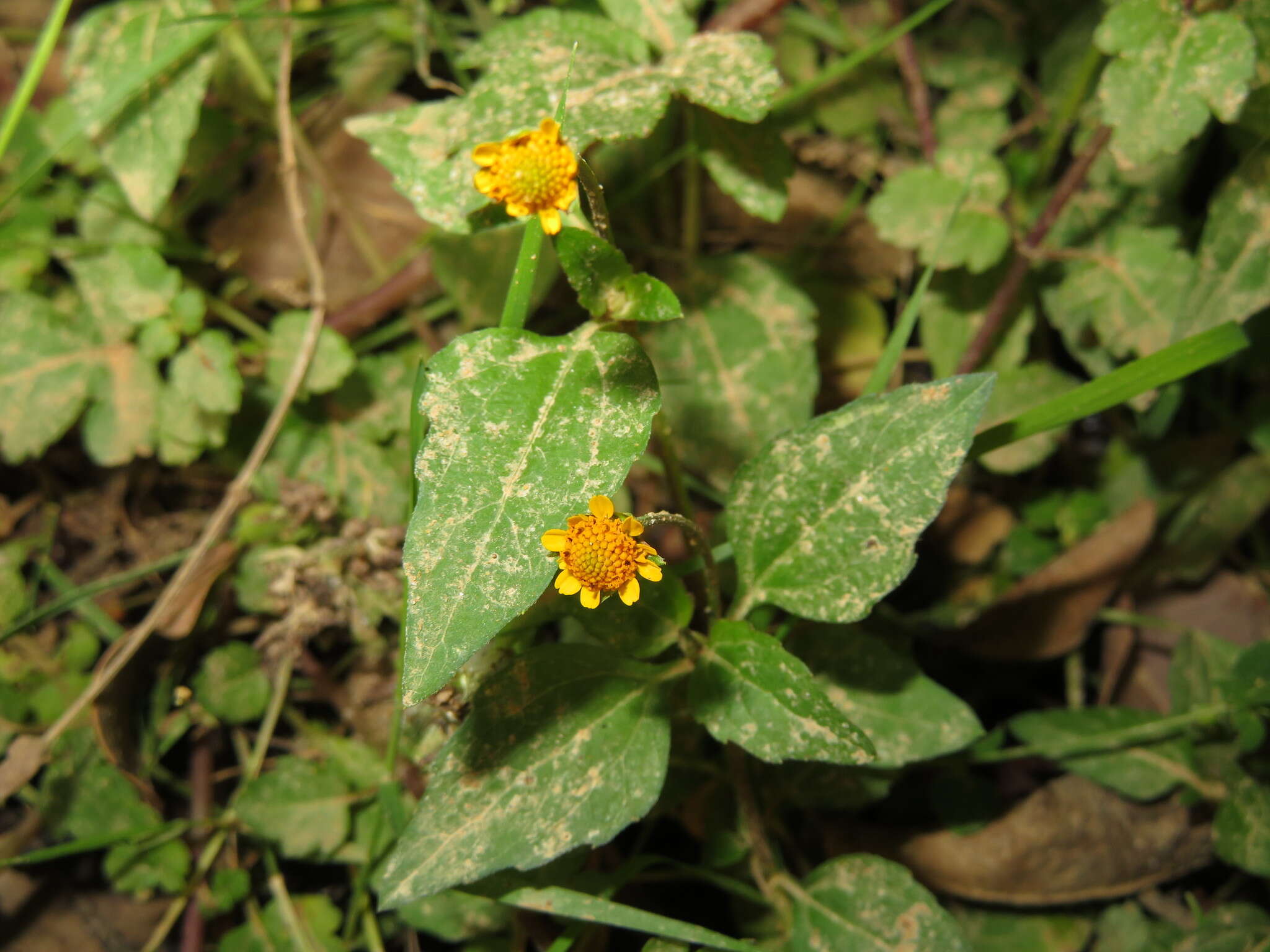 Image of Acmella ciliata (Kunth) Cass.