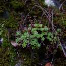 Image of Coast Range stonecrop