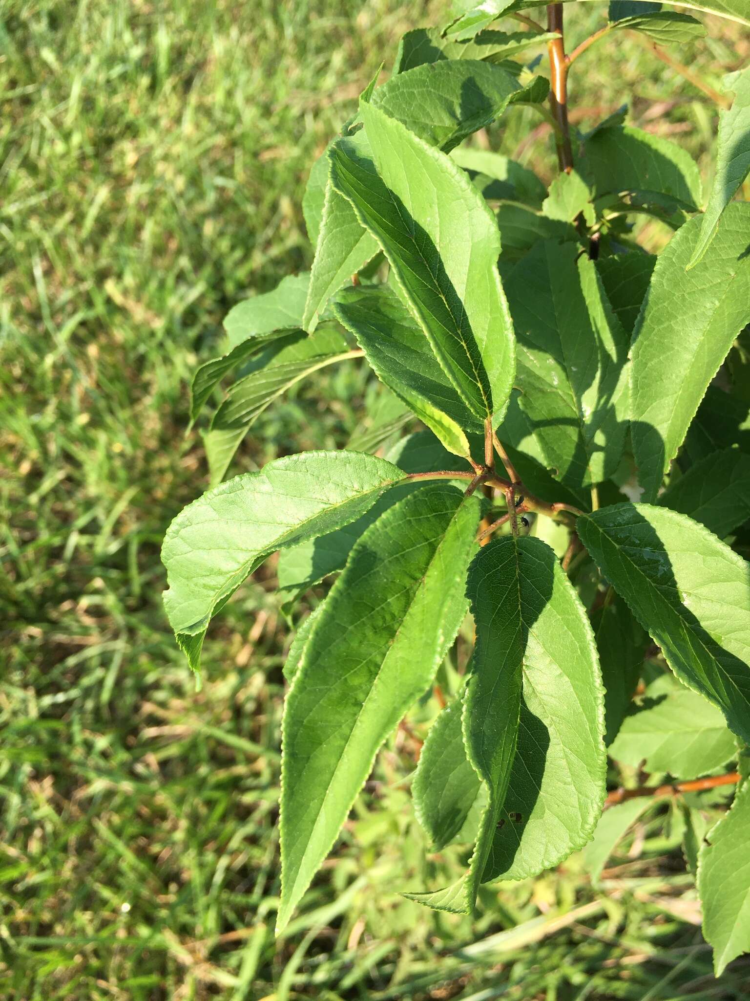 Plancia ëd Prunus munsoniana W. F. Wight & Hedrick