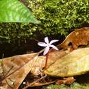 Image of Voyria rosea Aubl.