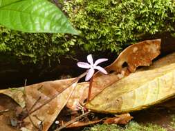 Image of Voyria rosea Aubl.