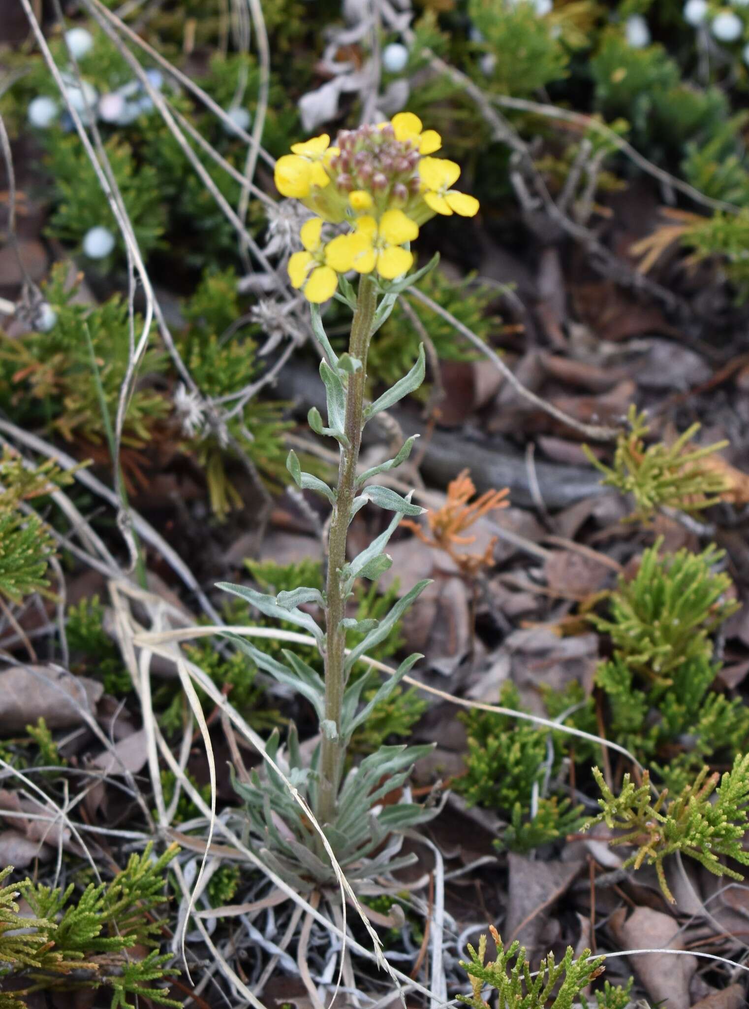 Imagem de Erysimum asperum (Nutt.) DC.