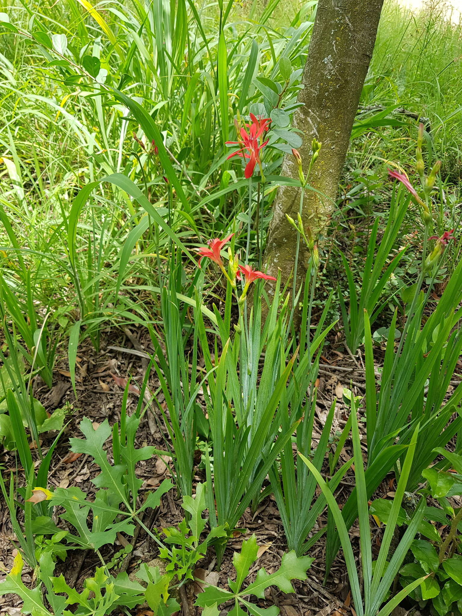 Image of Freesia grandiflora (Baker) Klatt