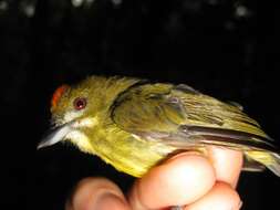 Image of Yellow-breasted Flowerpecker