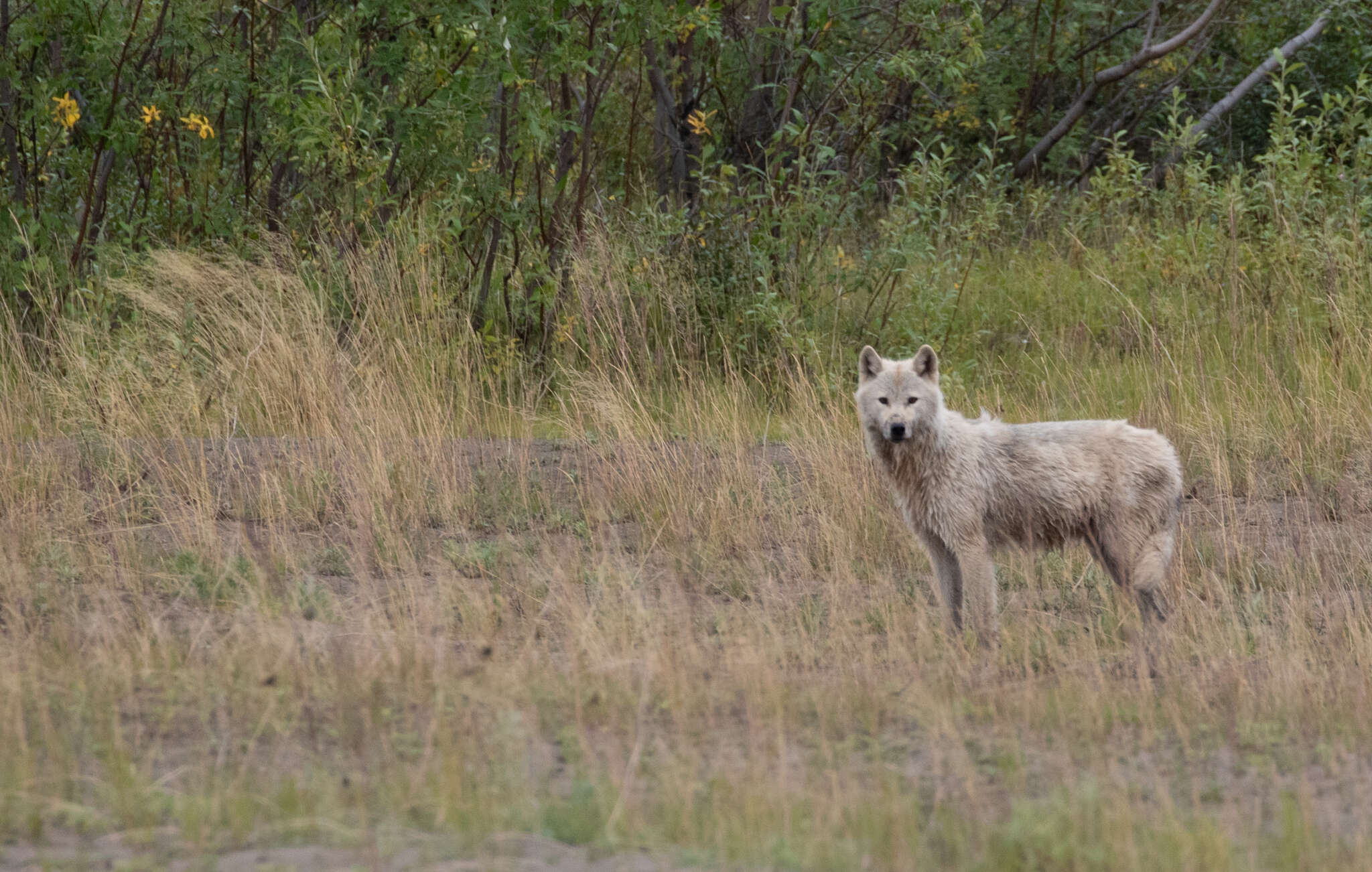 Image of Arctic wolf