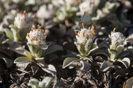 Image of Kaibab pussytoes