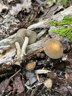 Agrocybe firma (Peck) Singer 1940 resmi