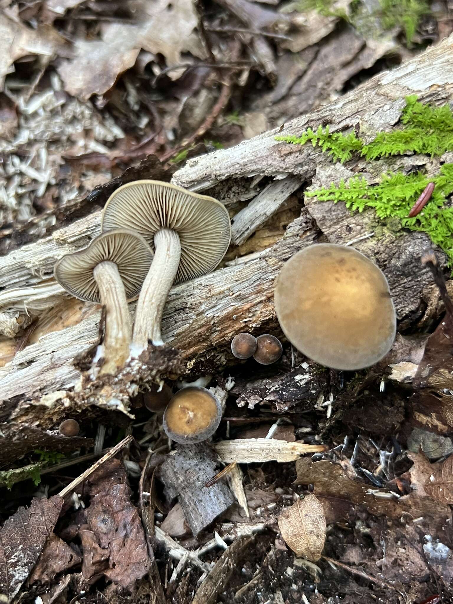 Image of Agrocybe firma (Peck) Singer 1940