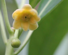 Image of yellow anisetree