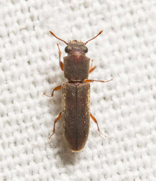 Image of Velvety Powderpost Beetle