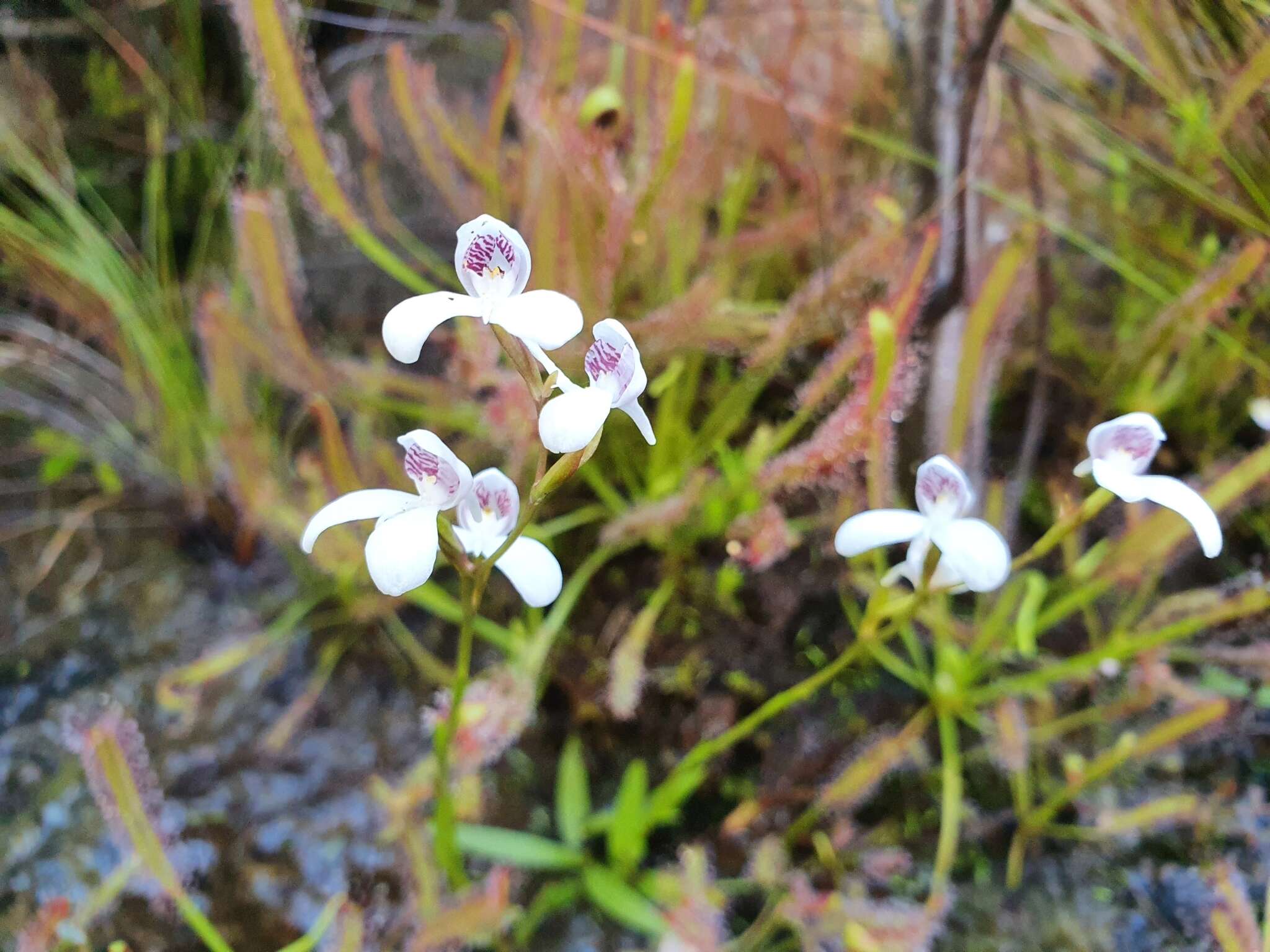 Imagem de Disa caulescens Lindl.