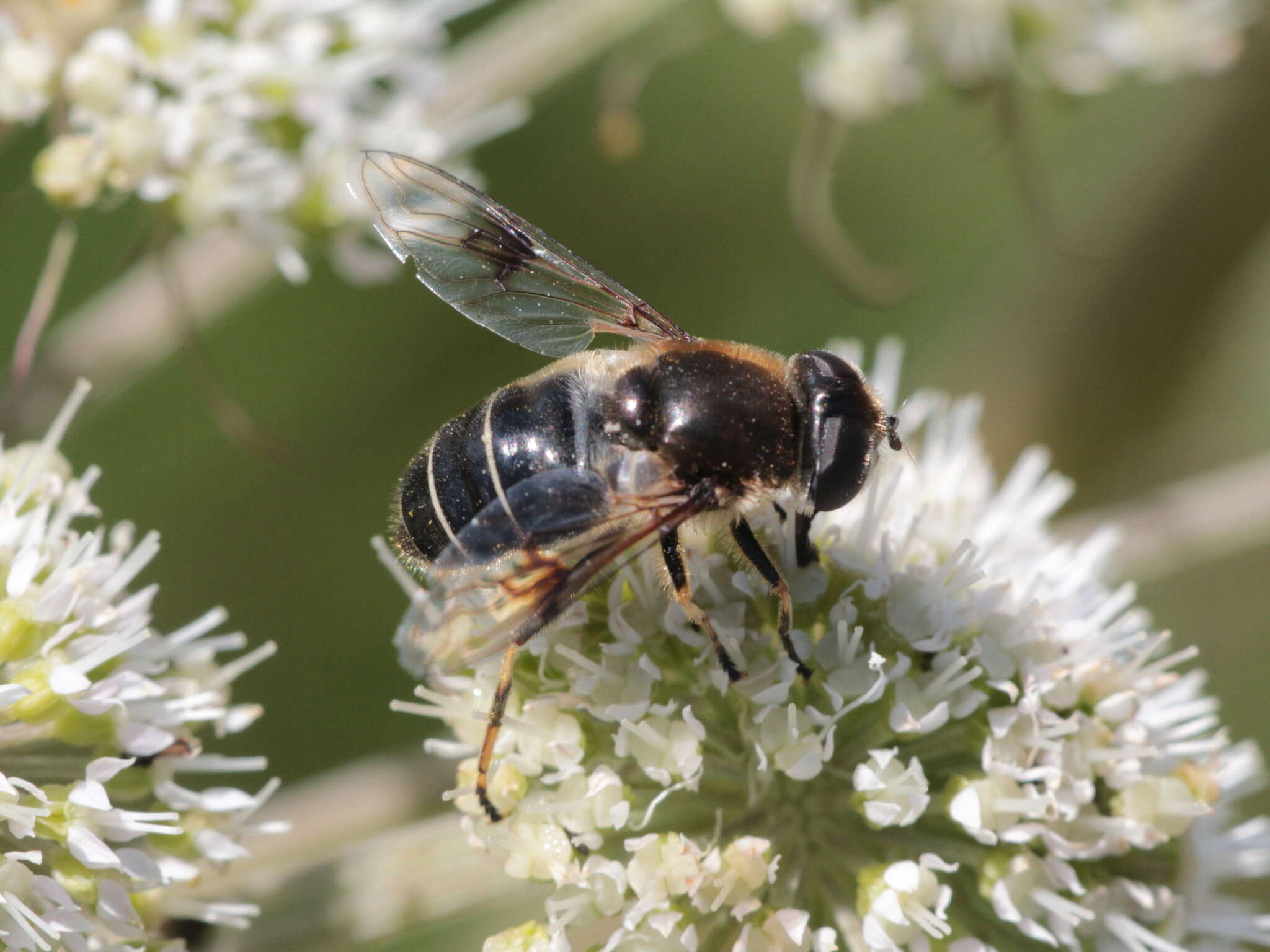 Image of Eristalis rupium Fabricius 1805